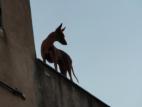 Cirneco Photo